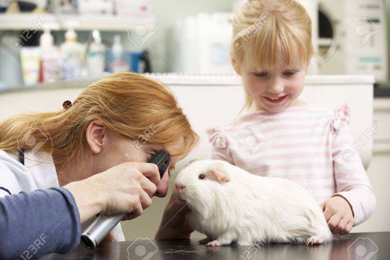 female veterinary surgeon examining childs guinea pig in surgery guinea pig vet