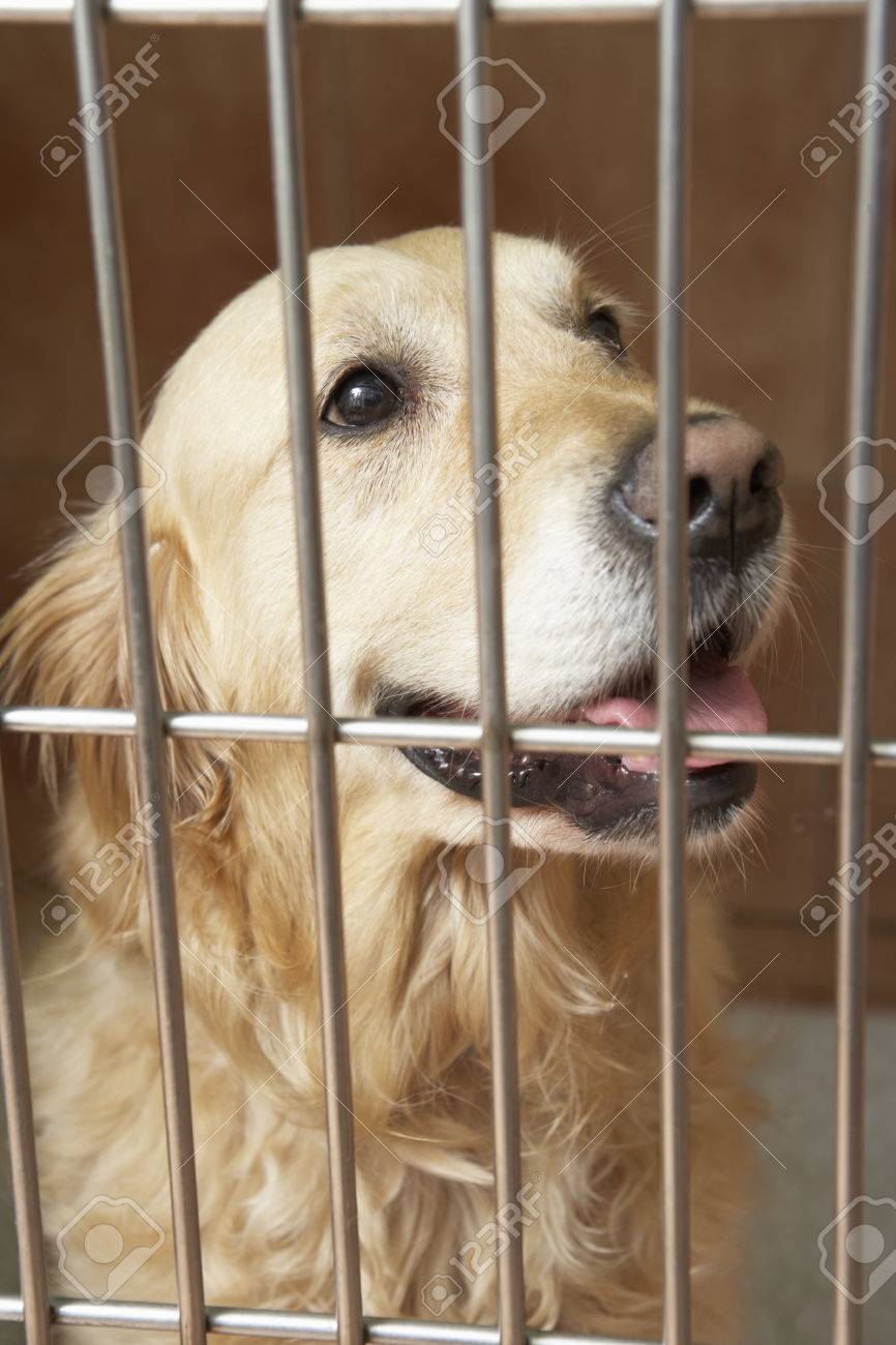 retriever crate