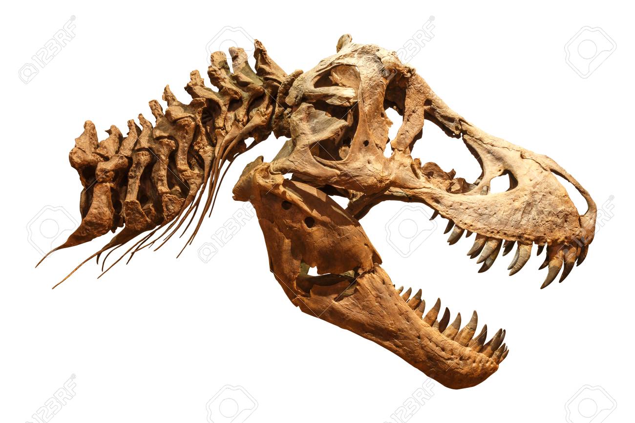 ティラノサウルス T Rex Pin 0252 全身骨格 化石 恐竜 手数料安い 恐竜