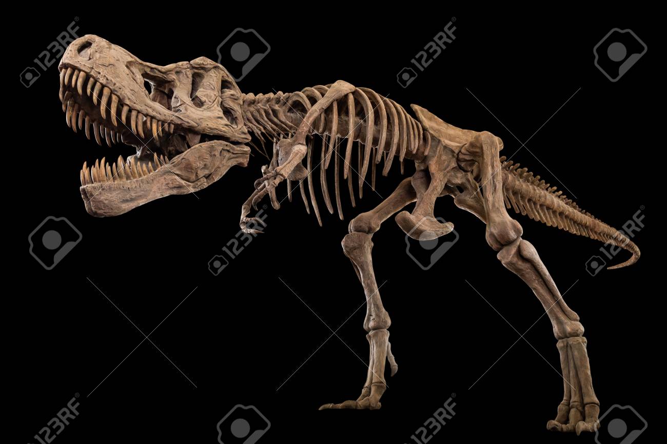 Tyrannosaurus Rex skeleton on isolated background . Embedded clipping paths . - 121198342 Tyrannosaurus Rex skeleton on isolated background . Embedded clipping paths . - 121198342