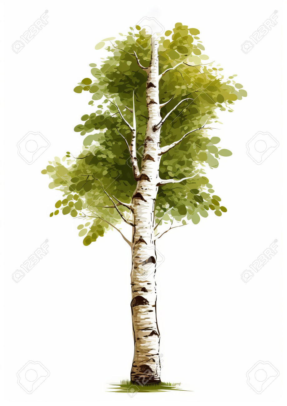 un disegno di schizzo di sagome di albero su sfondo bianco. concetti di  pini di foresta e parco, immagini retrò isolate vettoriali illustrazione  della natura 8096526 Arte vettoriale a Vecteezy, image size:920x1300
