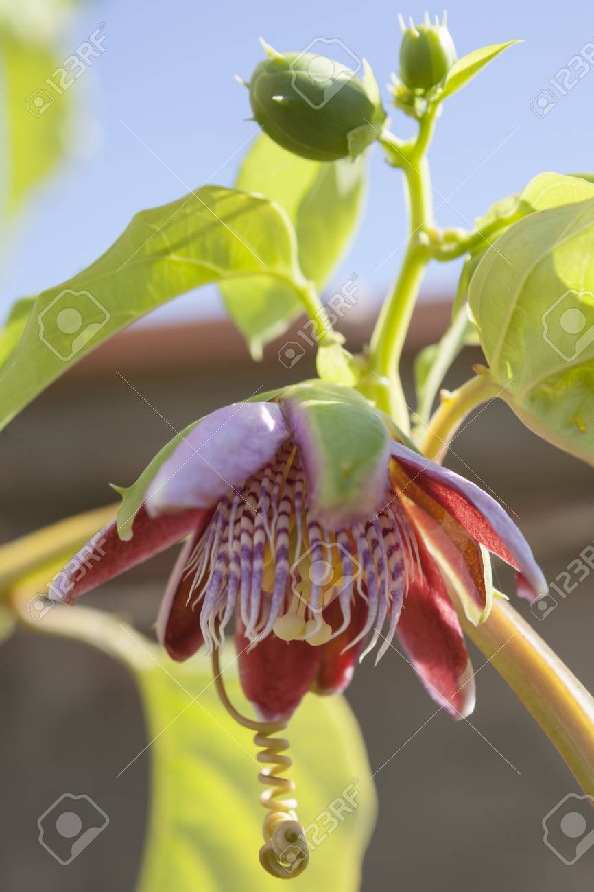 Plants In A Park In Barcelona Passiflora Quadrangularis Giant Stock Photo Picture And Royalty Free Image Image 59483432