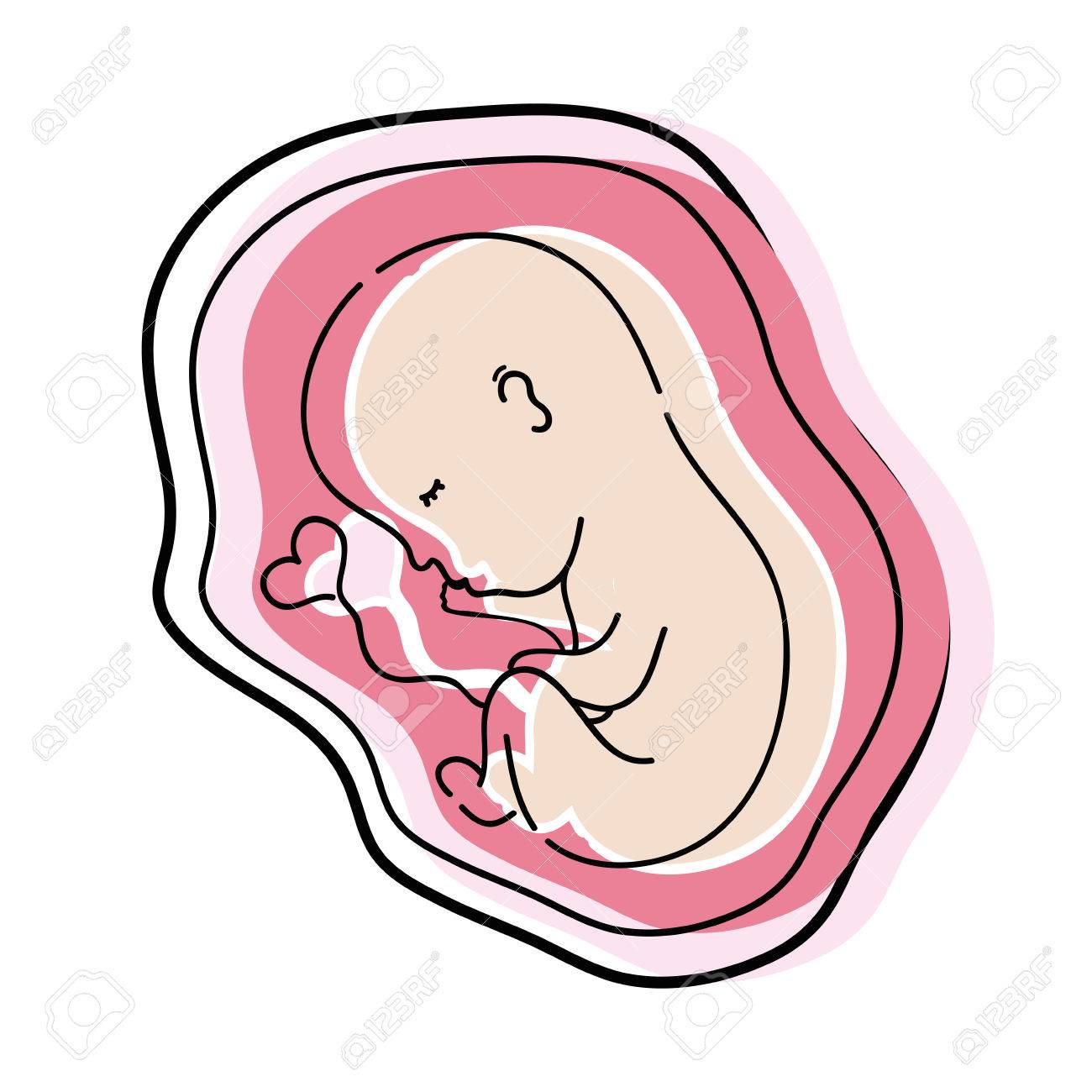 Dibujo Esquematico Del Bebe Nonato Con Cordon Umbilical Adherido Dentro Del Utero Ilustraciones Vectoriales Clip Art Vectorizado Libre De Derechos Image Dibujo Esquematico Del Bebe Nonato Con Cordon Umbilical Adherido Dentro Del Utero Ilustraciones Vectoriales Clip Art Vectorizado Libre De Derechos Image
