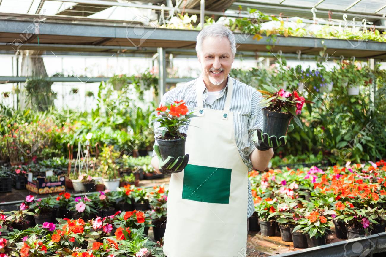 greenhouse worker holding flower pots stock photo picture and greenhouse worker
