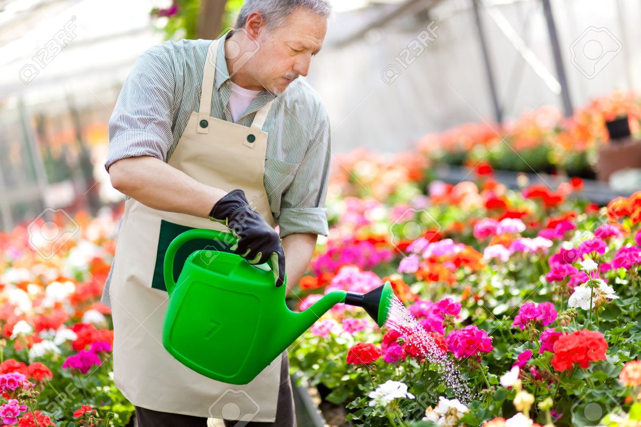 portrait of a greenhouse worker watering plants stock photo picture greenhouse worker