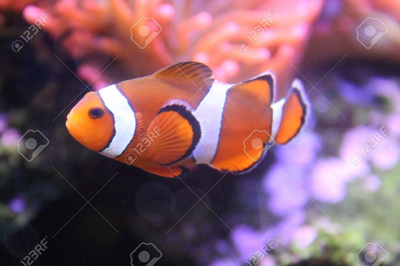 無料ダウンロード魚 クマノミ 最高の花の画像