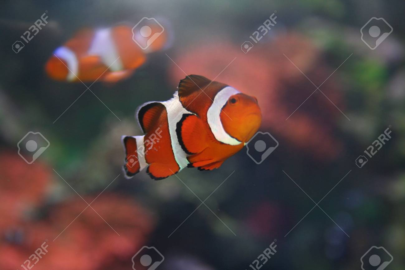 無料ダウンロード魚 クマノミ 最高の花の画像 無料ダウンロード魚 クマノミ 最高の花の画像