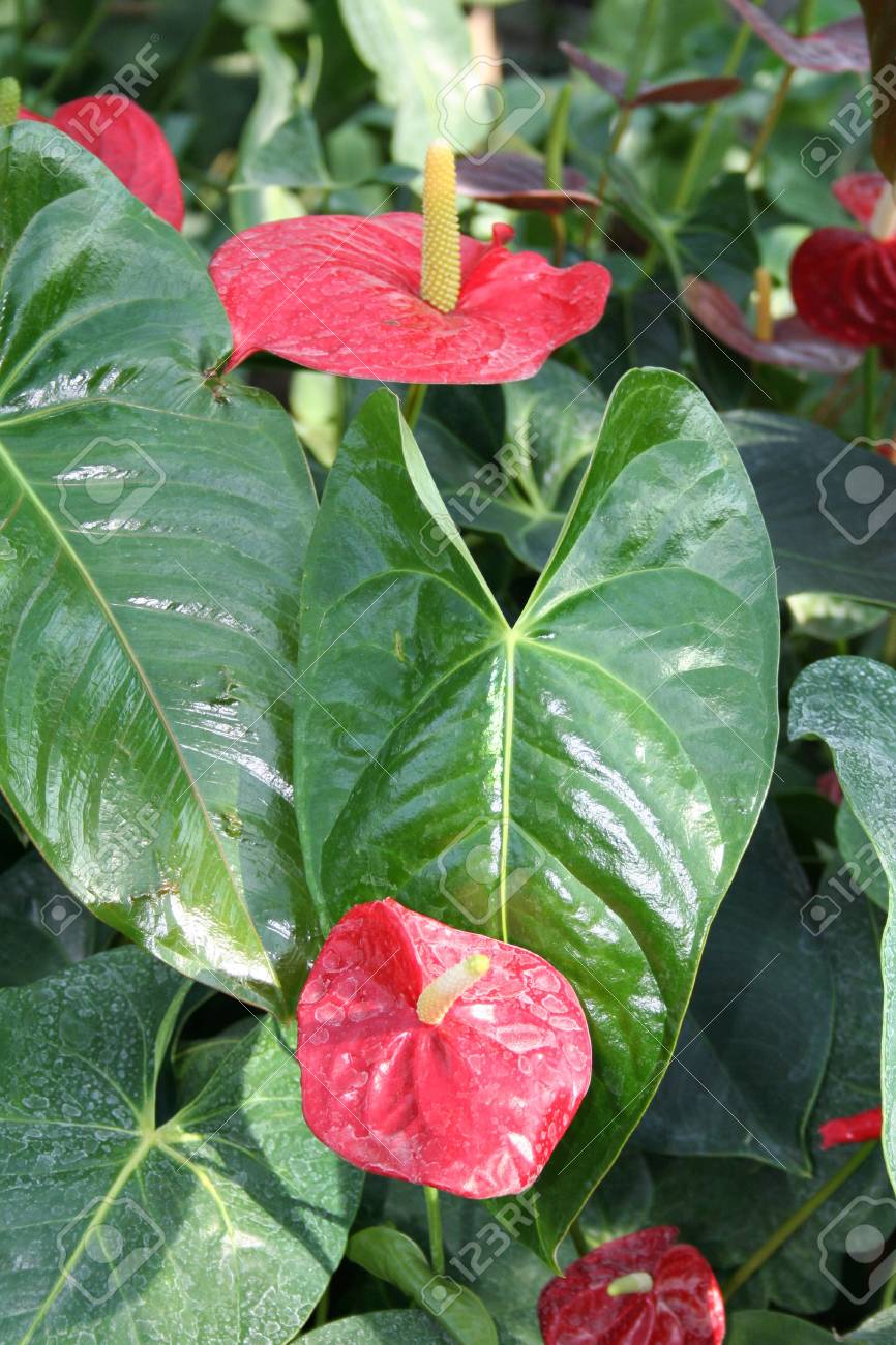 TÌNH YÊU CÂY CỎ ĐV.3 - Page 39 840363-nature-pictures-the-beautiful-flowers-and-gardens-anthurium-leuconeurum