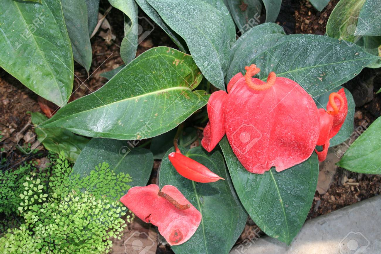 TÌNH YÊU CÂY CỎ ĐV.3 - Page 39 845304-nature-pictures-the-beautiful-flowers-and-gardens-anthurium-leuconeurum