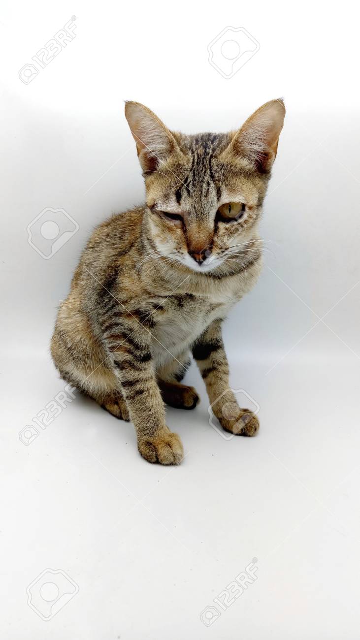 スティング頬や目の腫れ 猫は蜂を作った の写真素材 画像素材 Image 74092551