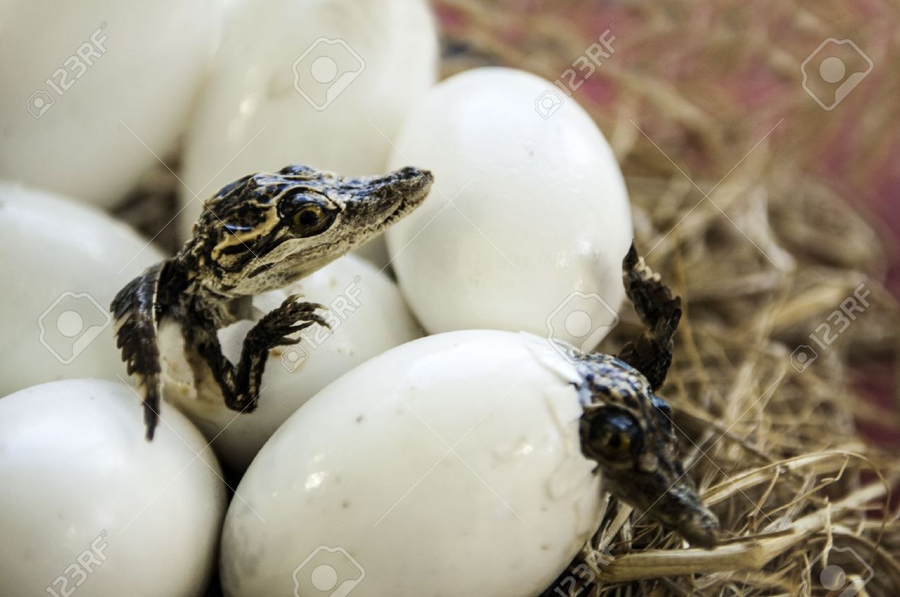 卵ワニ の写真素材 画像素材 Image 6233