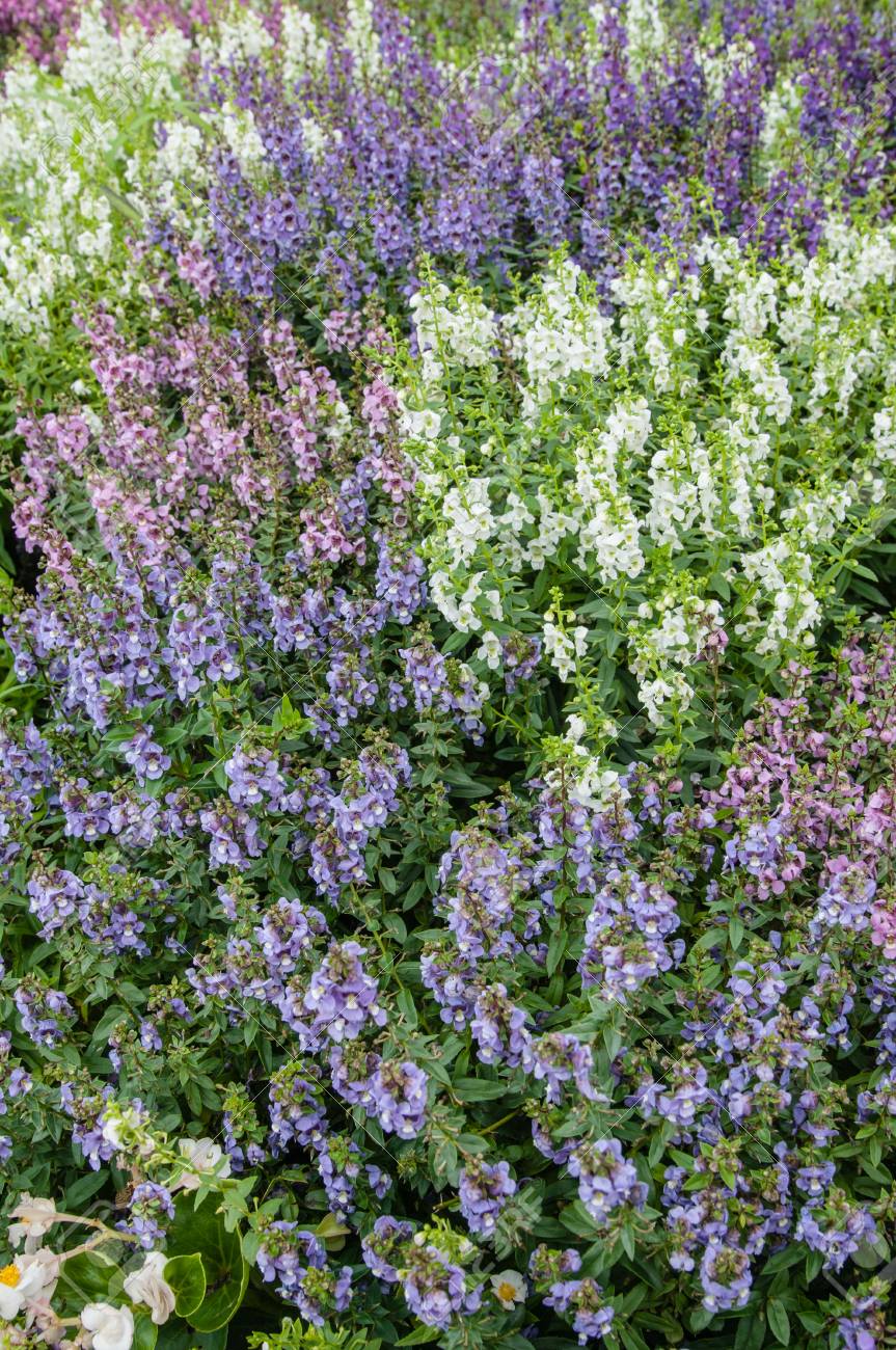 etiam-dictum-ipsum-a-felis