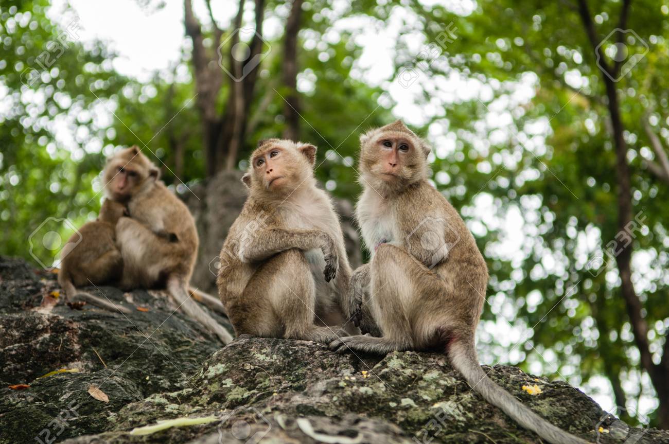 etiam-dictum-ipsum-a-felis