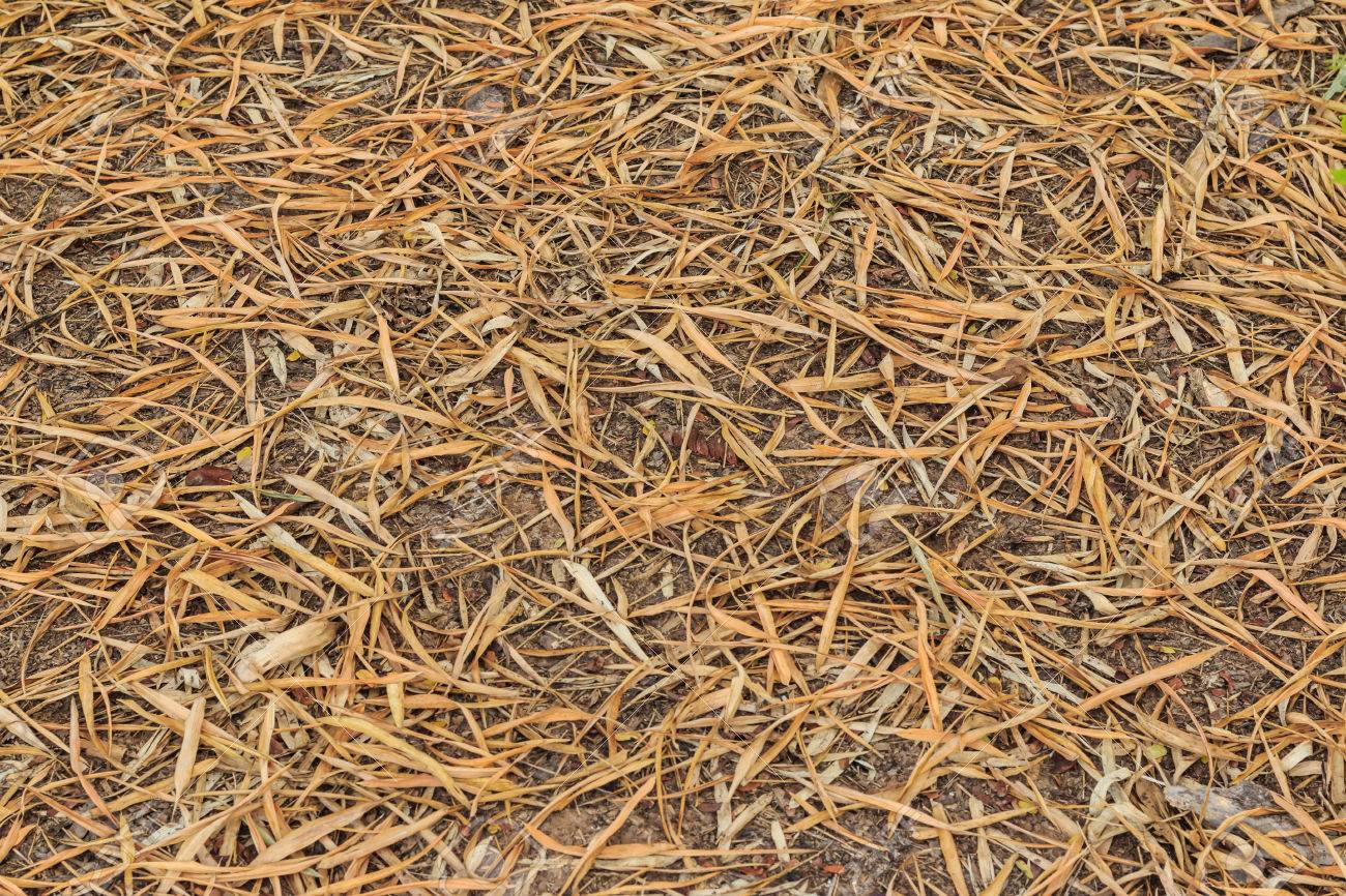 Dry Bamboo Leaves Turning Brown Texture On Ground Stock Photo Picture And Royalty Free Image Image Dry Bamboo Leaves Turning Brown Texture On Ground Stock Photo Picture And Royalty Free Image Image