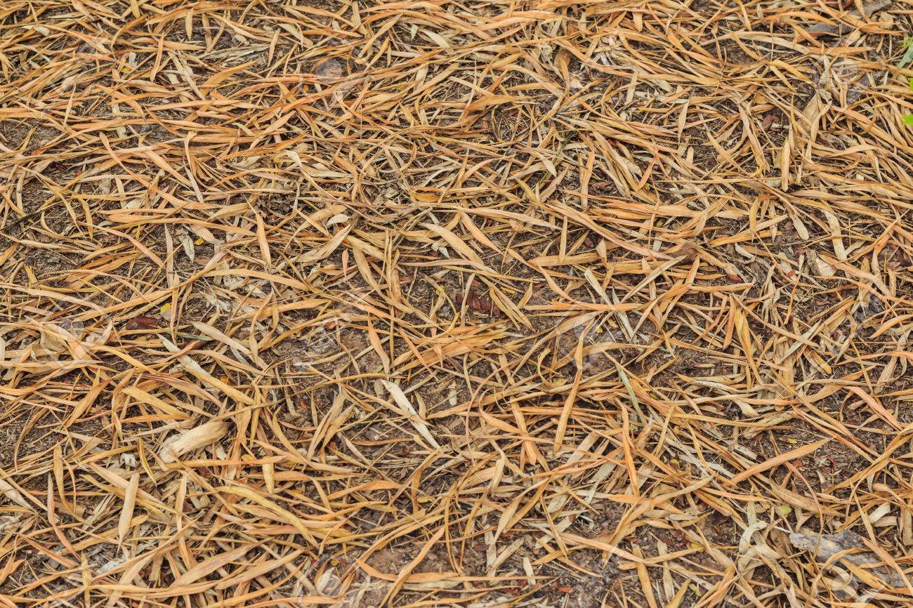 Dry Bamboo Leaves Turning Brown Texture On Ground Stock Photo Picture And Royalty Free Image Image