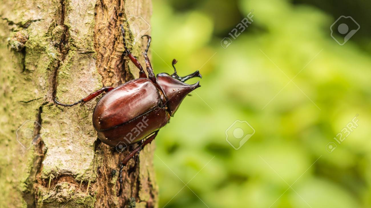 カブトムシ ヘラクレスオオカブトや緑の自然の背景を持つ古い木製テクスチャの格闘カブトムシ クローズ アップ 選択のフォーカス の写真素材 画像素材 Image