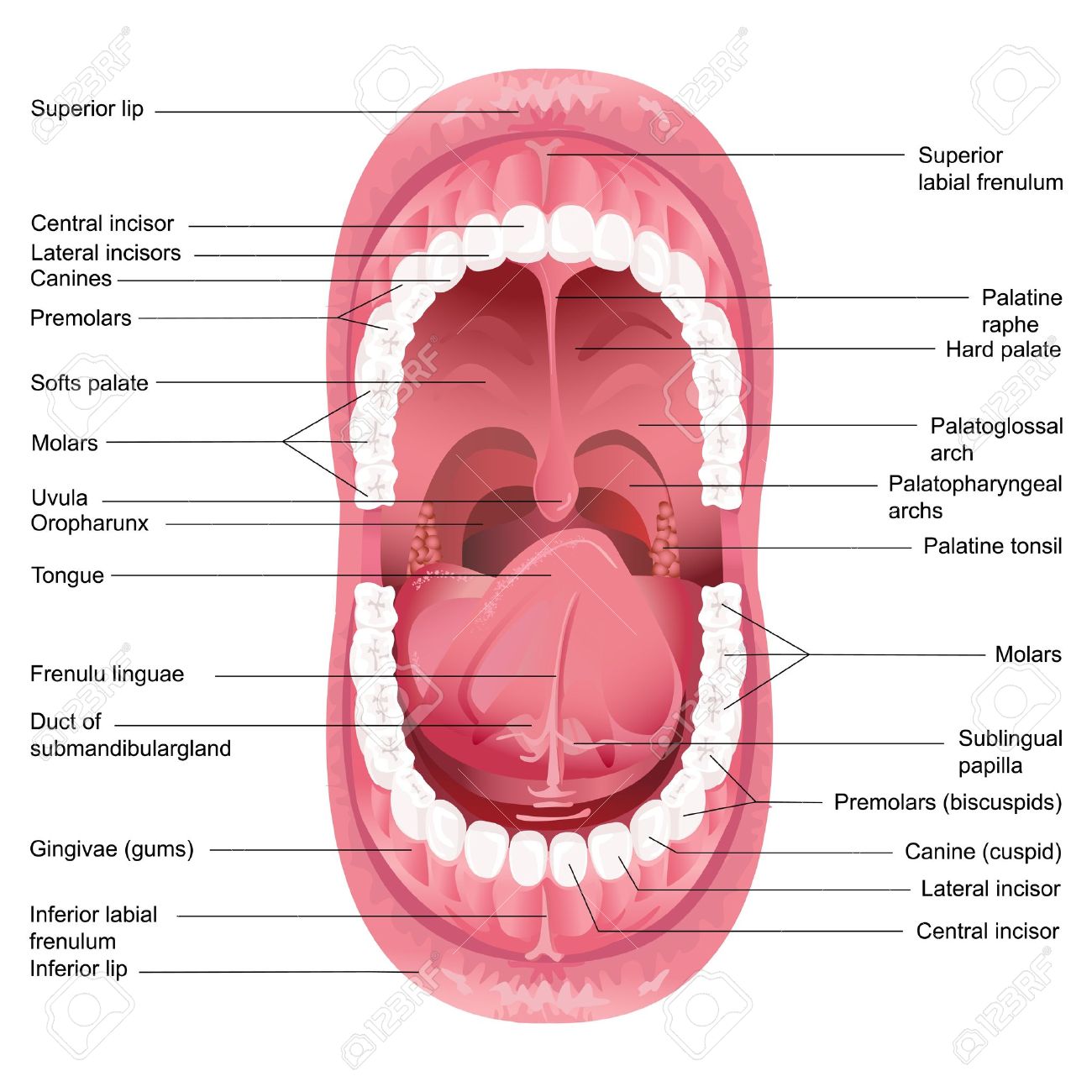 人間の口の解剖図のベクトル イラスト のイラスト素材 ベクタ Image