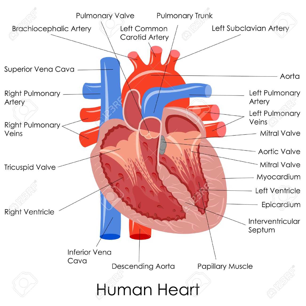 Vector Illustration Of Diagram Of Human Heart Anatomy Stock Photo Picture And Royalty Free Image Image