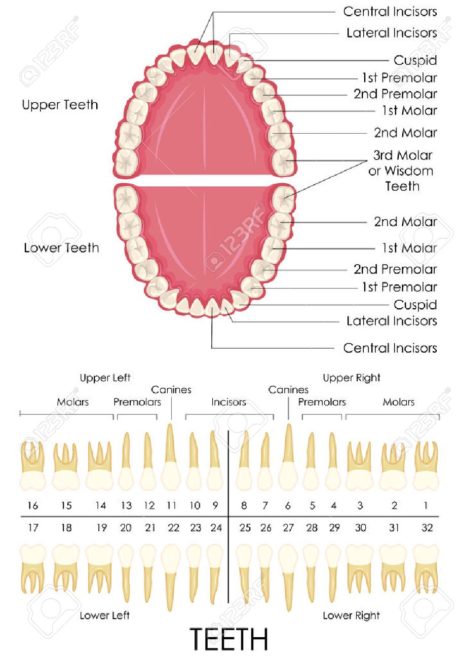 dental anatomy