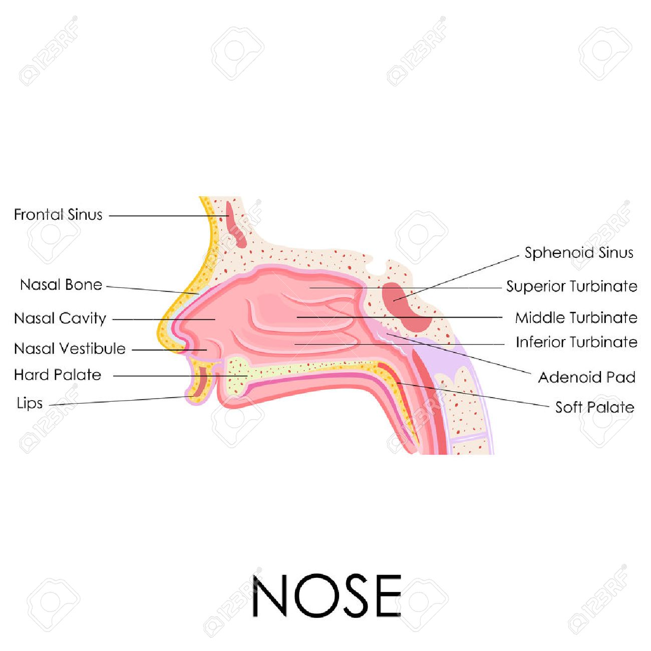 human nose bone anatomy