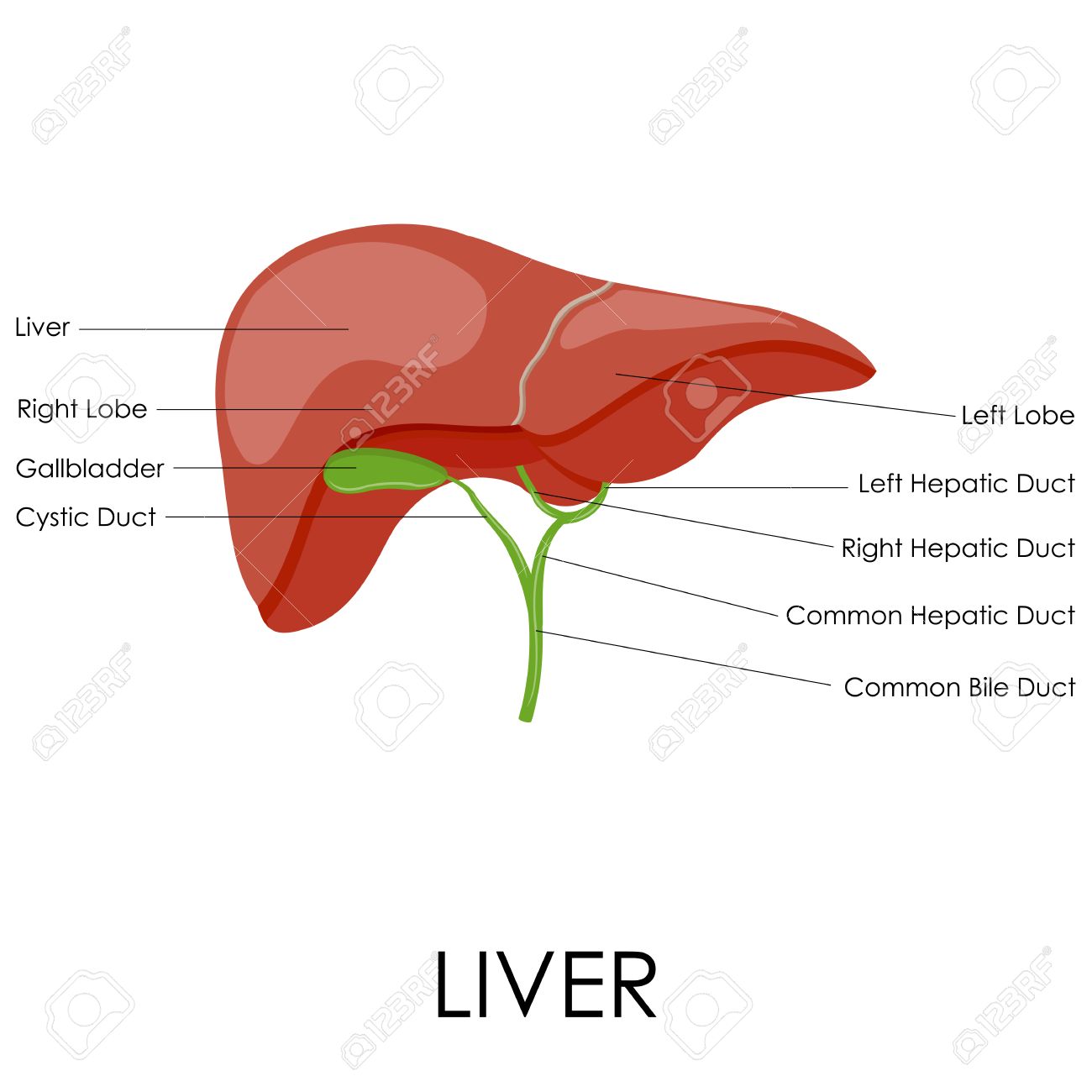 Vector Illustration Of Diagram Of Human Liver Anatomy Royalty Free Cliparts Vectors And Stock Illustration Image 26566158