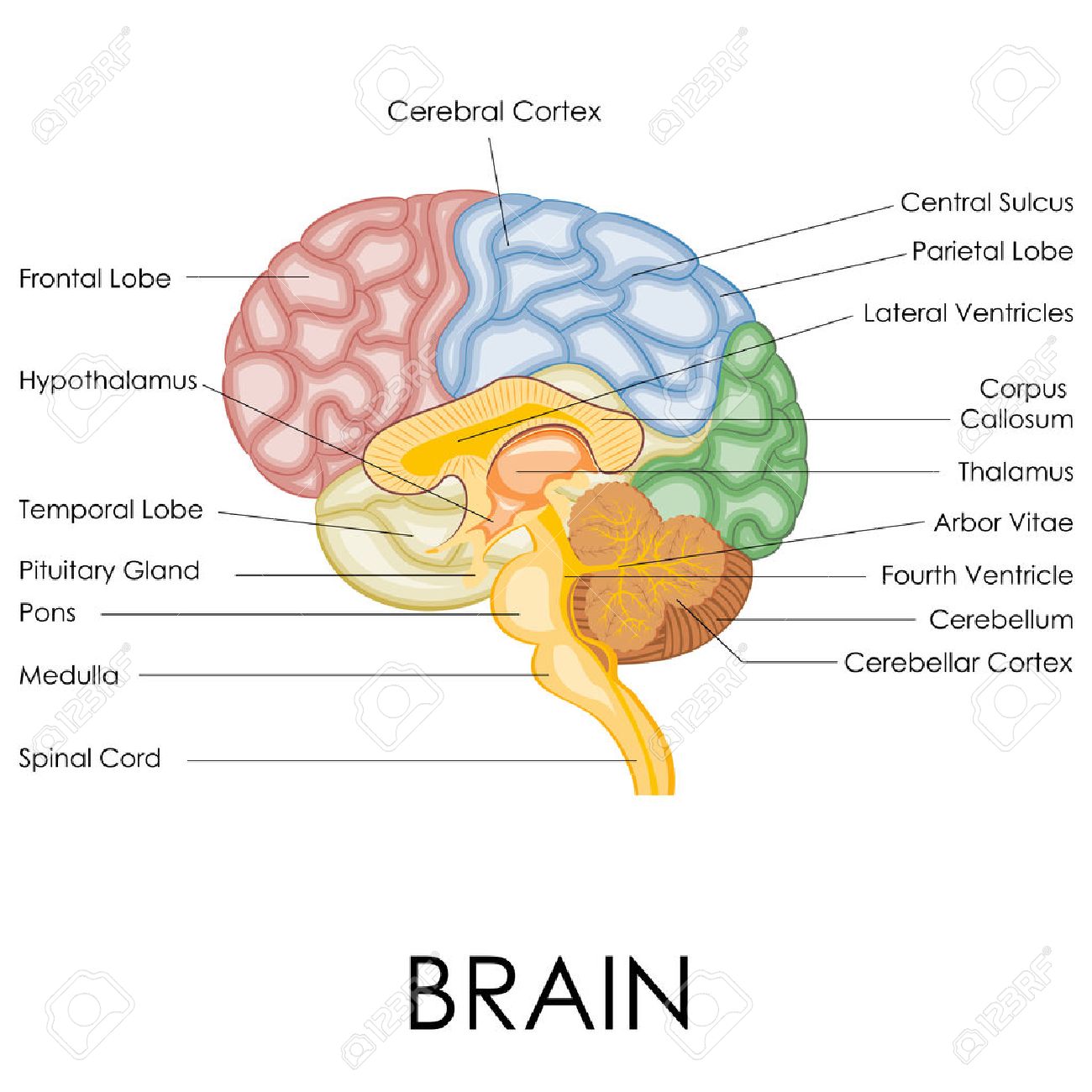worksheet Brain Anatomy Worksheet diagram of the human brain vector ilration anatomy