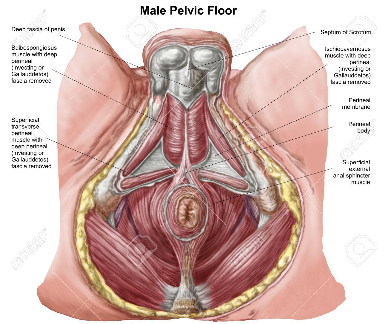 human male anus Behind the scenes of porn videos