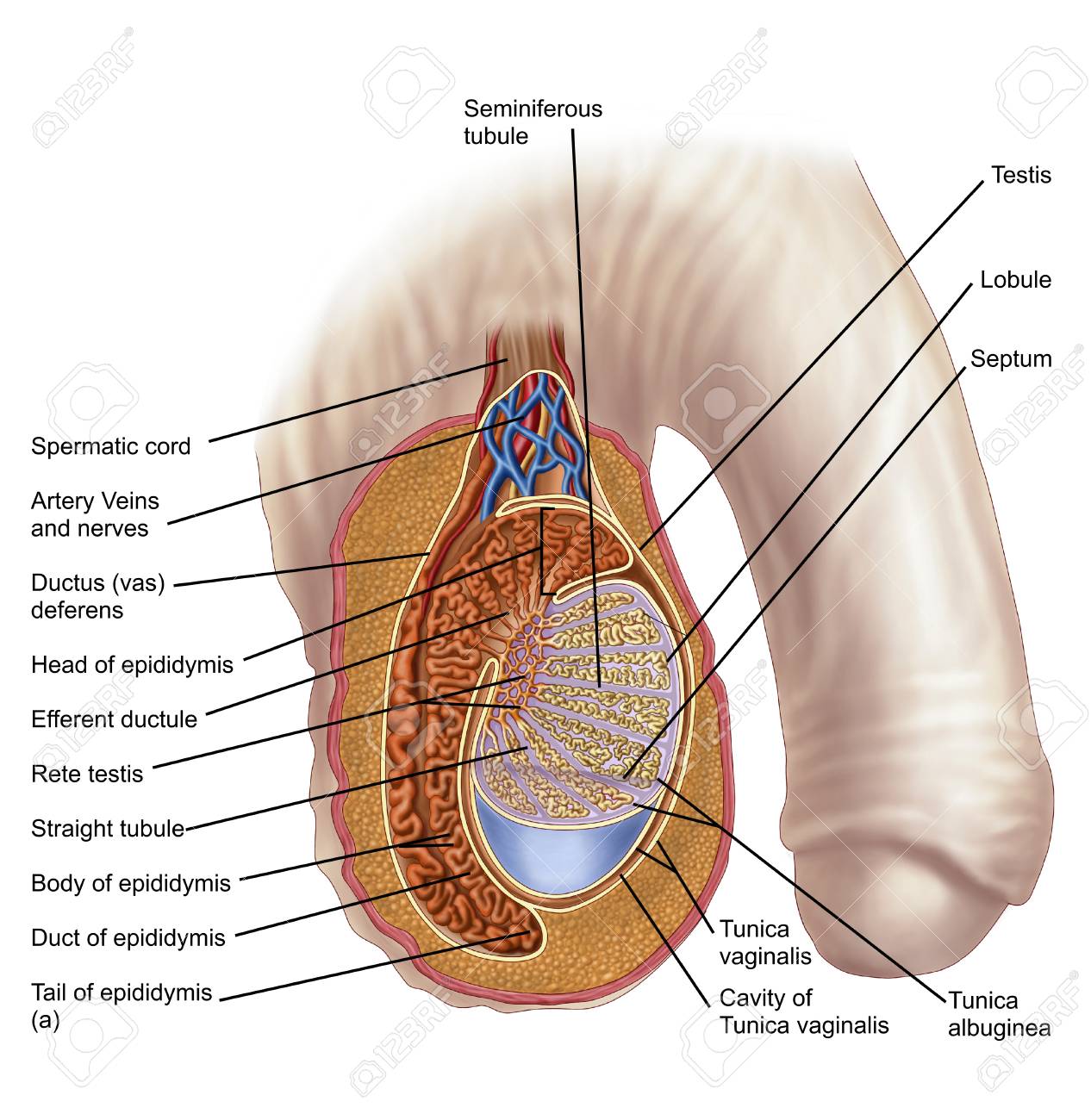 Anatomy of male testis. Stock Photo - 79358664