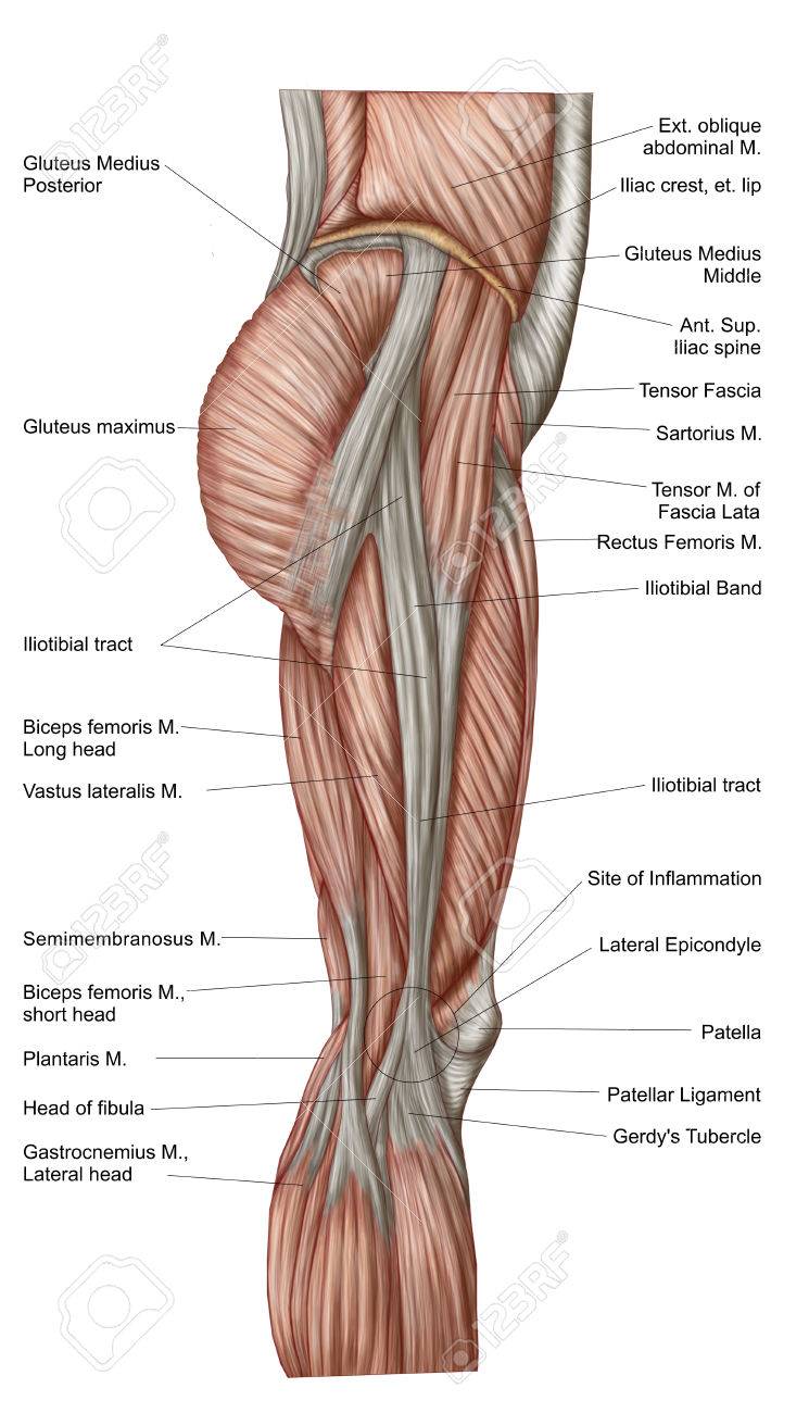 imagenes de musculos del muslo imagenes de musculos del muslo