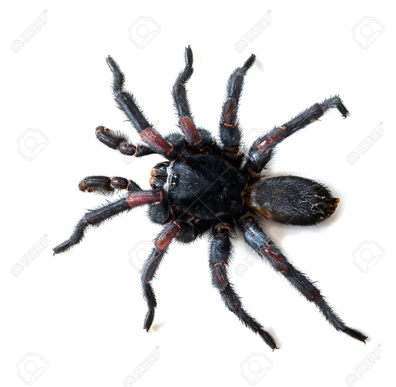 巣穴に住んでいるタイのタランチュラ Haplopelma Albostriatum このタランチュラは タイで発見 の写真素材 画像素材 Image