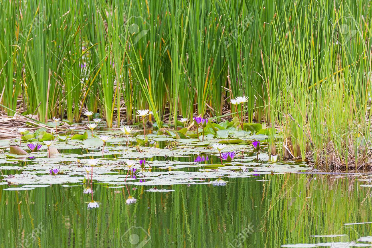 野生の池のスイレンの花はあるパピルスと蓮沼の水生植物 の写真素材 画像素材 Image