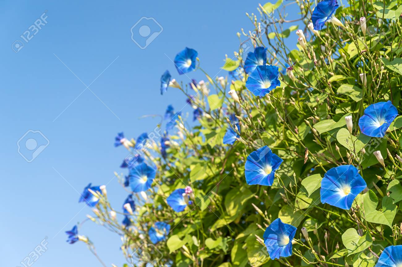 朝顔やイポモエアは 家族のコンボルブラ科エージェント青空に植物を開花しています の写真素材 画像素材 Image 朝顔やイポモエアは 家族のコンボルブラ科エージェント青空に植物を開花しています の写真素材 画像素材 Image