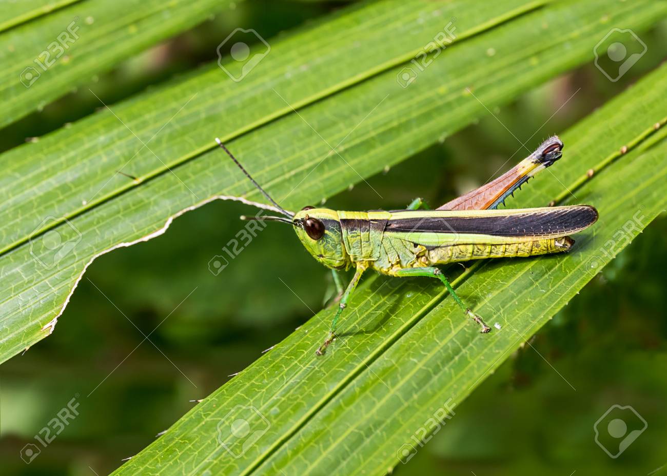 森の緑の葉の上のバッタのマクロ撮影 ジャンプに使用される長い後ろ足を持つ植物食べる昆虫 の写真素材 画像素材 Image
