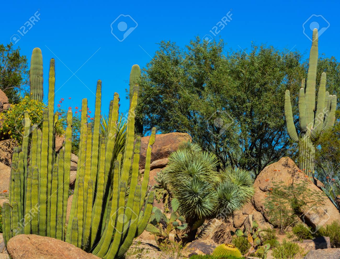 Desert Cactus Landscape In Arizona Stock Photo, Picture And Royalty Desert cactus landscape in Arizona Stock Photo - 87295789 - Desert Cactus Landscape In Arizona Stock Photo, Picture And Royalty