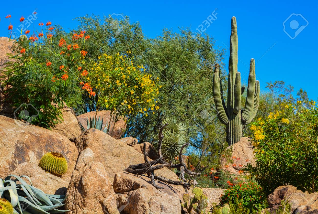 Desert Cactus Landscape In Arizona Stock Photo, Picture And Royalty Desert cactus landscape in Arizona Stock Photo - 86757923 - Desert Cactus Landscape In Arizona Stock Photo, Picture And Royalty