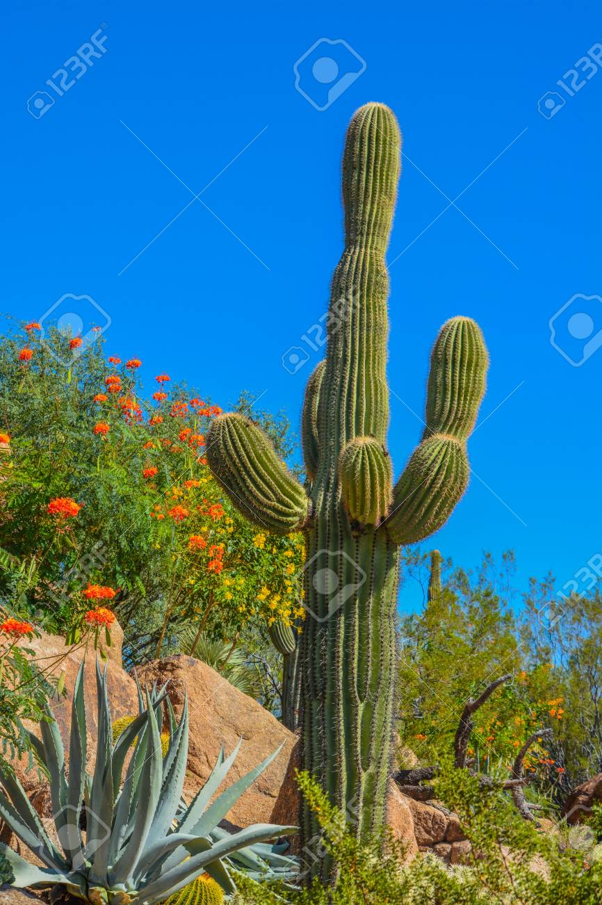 アリゾナ州の砂漠のサボテンの風景 の写真素材 画像素材 Image