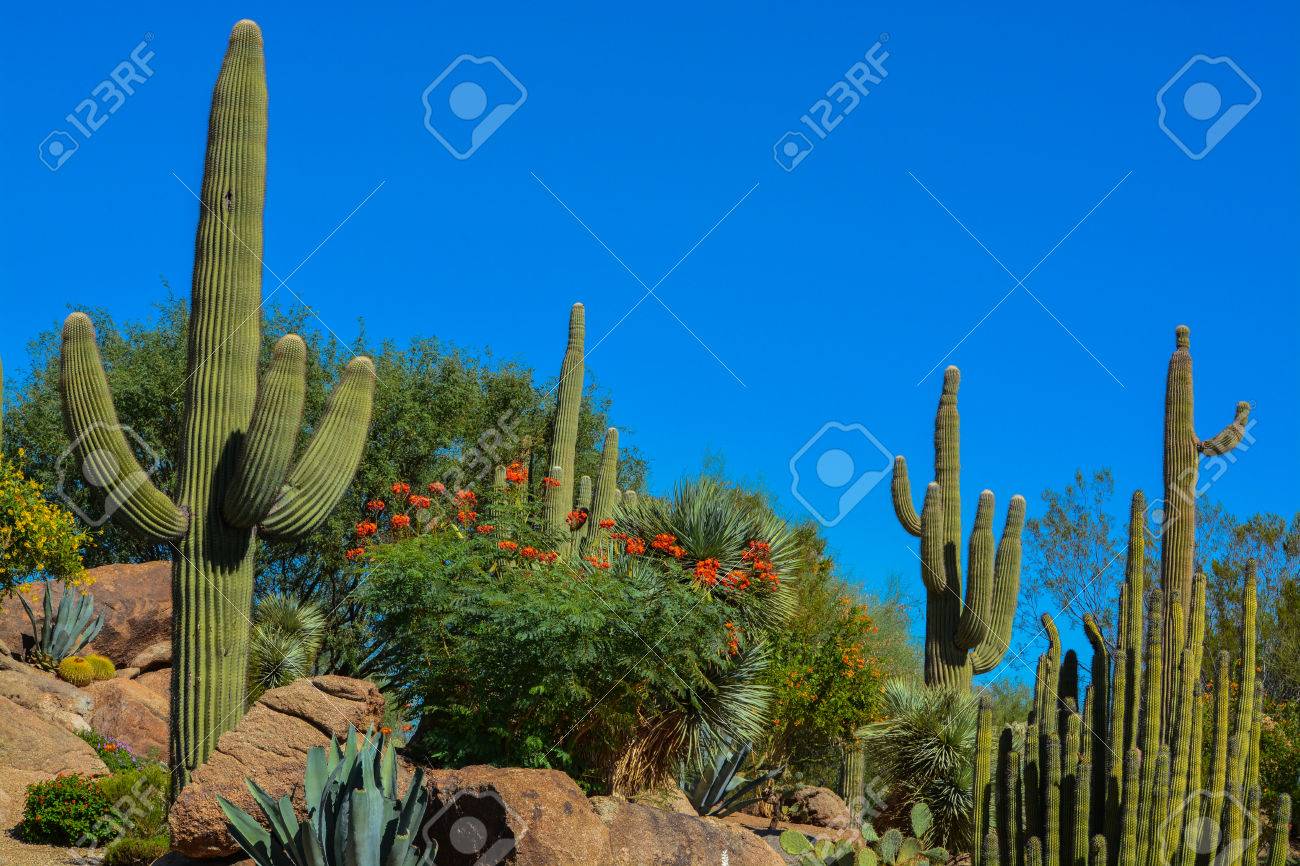 Desert Cactus Landscape In Arizona Stock Photo, Picture And Royalty Desert cactus landscape in Arizona Stock Photo - 87295792 - Desert Cactus Landscape In Arizona Stock Photo, Picture And Royalty