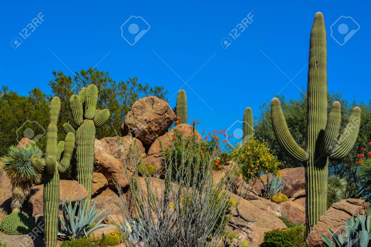 Desert Cactus Landscape In Arizona Stock Photo, Picture And Royalty Desert cactus landscape in Arizona Stock Photo - 86863446 - Desert Cactus Landscape In Arizona Stock Photo, Picture And Royalty