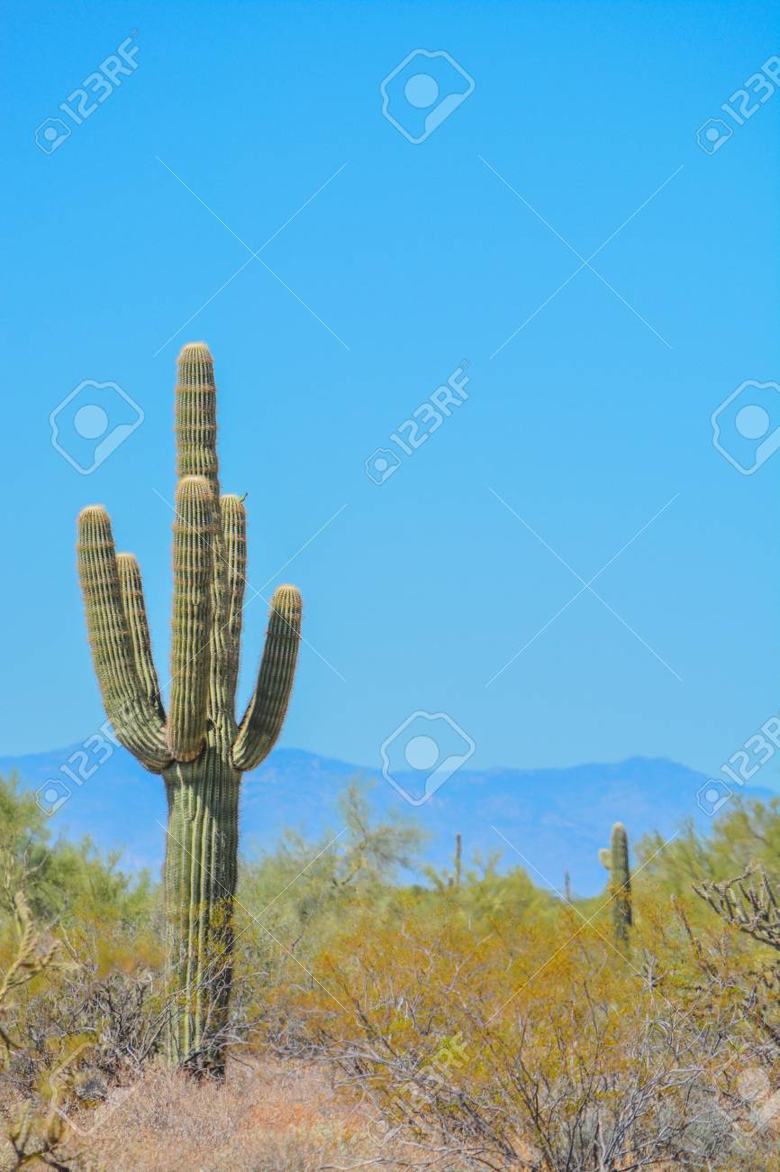 アリゾナ州の砂漠のサボテンの風景 の写真素材 画像素材 Image