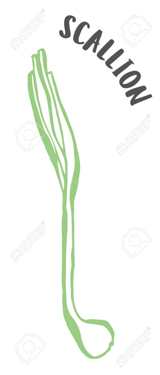 Green onion or scallion hand painted with ink brush isolated on white background - 167158524 Green onion or scallion hand painted with ink brush isolated on white background - 167158524