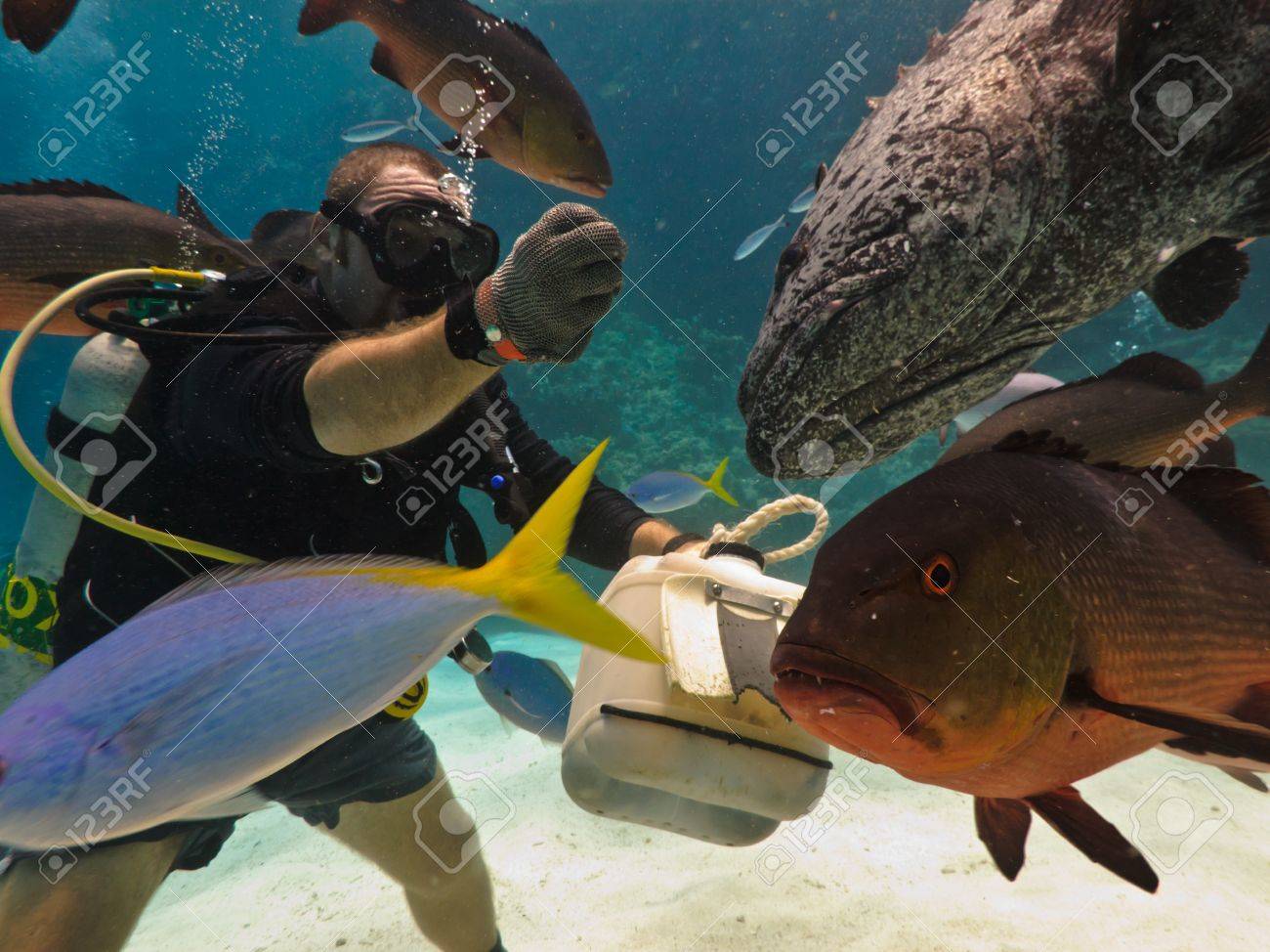 大きい堡礁 オーストラリア 10 月 28 日 スキューバ ダイバーは巨大なポテト タラ 魚 Tukula とグレート バリア リーフの魚の群れをフィードします 09 年 10 月 28 日オーストラリア の写真素材 画像素材 Image