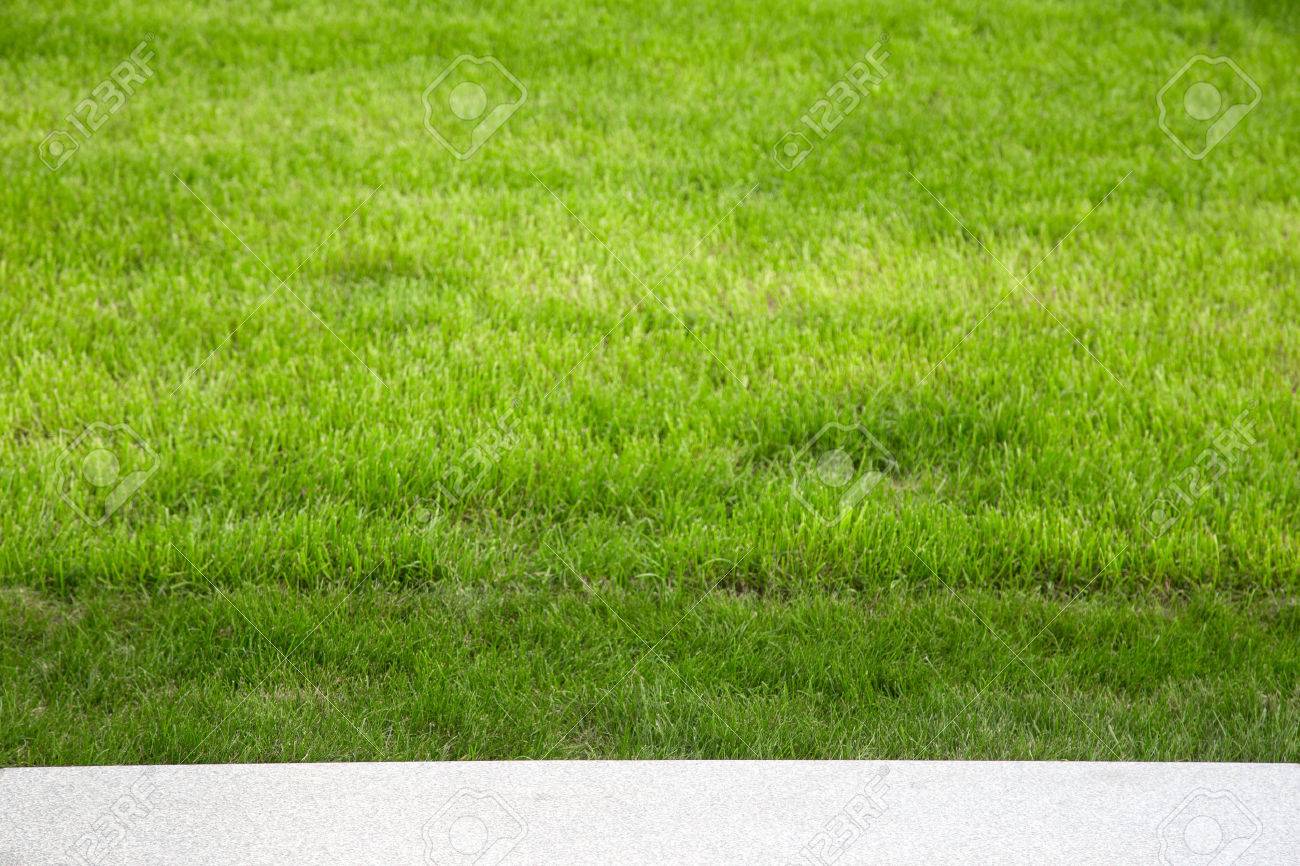 Green grass on the lawn. Selective focus. Shallow depth of field. - 45233184 Green grass on the lawn. Selective focus. Shallow depth of field. - 45233184