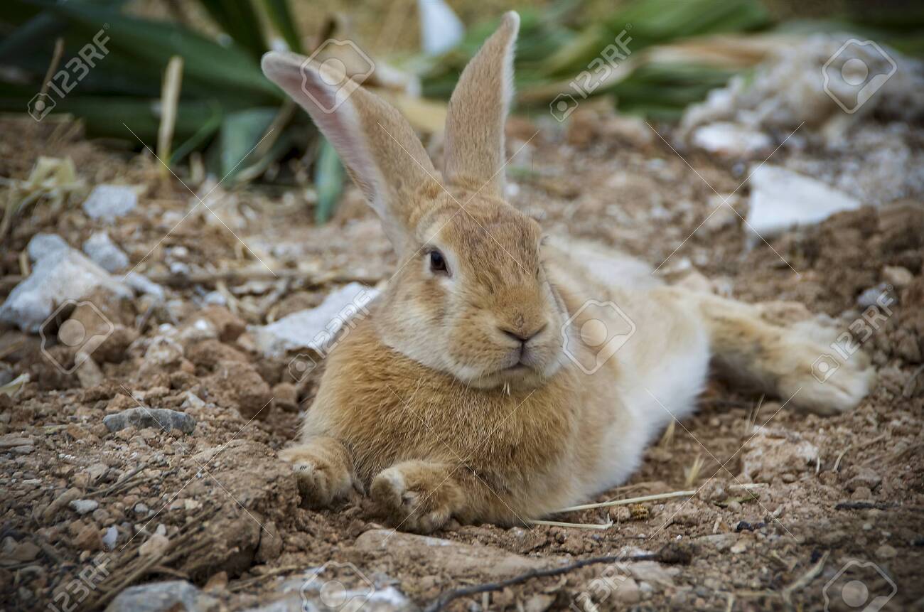 a cute bunny