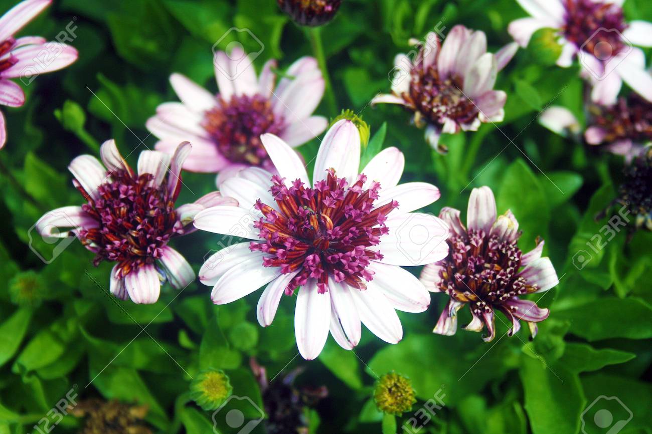 white petaled flower with