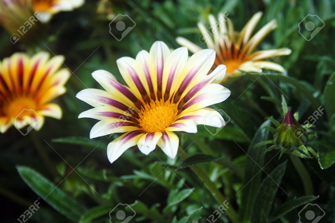 white petaled flower with