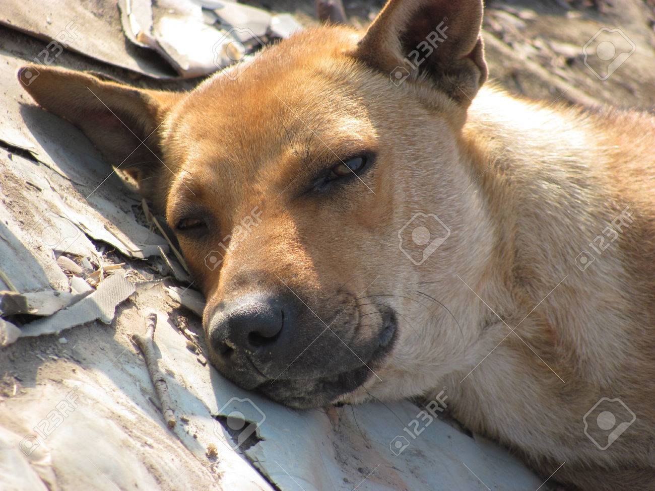 眠い犬 の写真素材 画像素材 Image 眠い犬 の写真素材 画像素材 Image