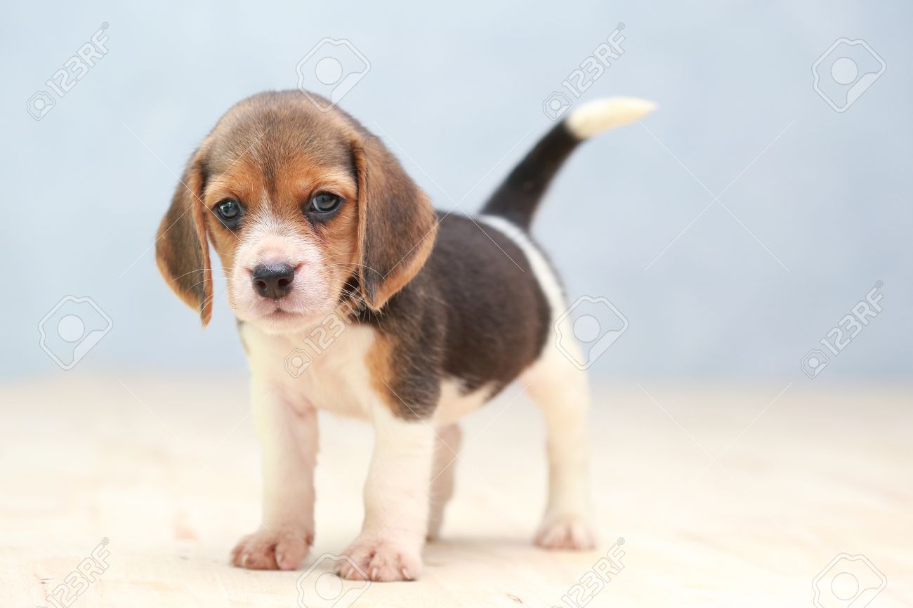 small beagle dog