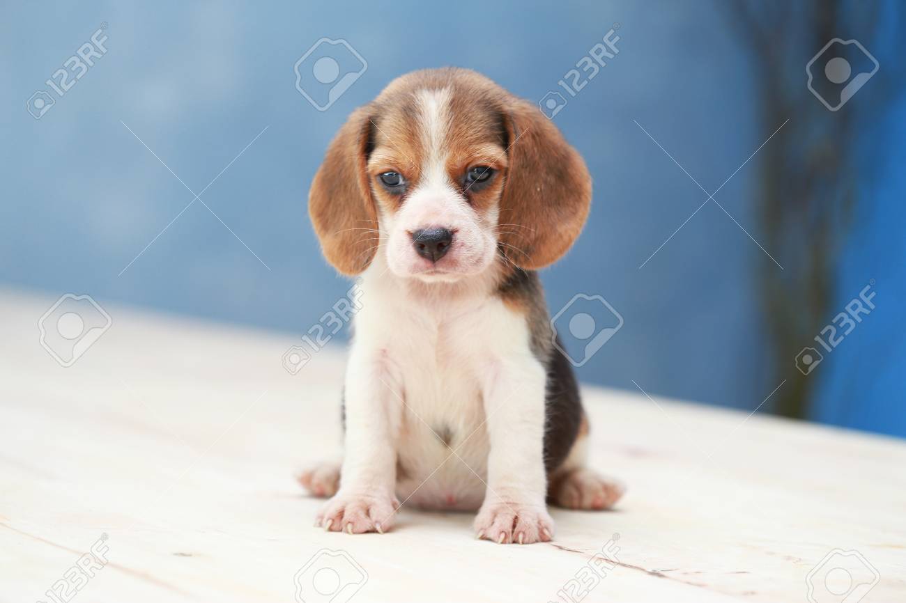 small beagles
