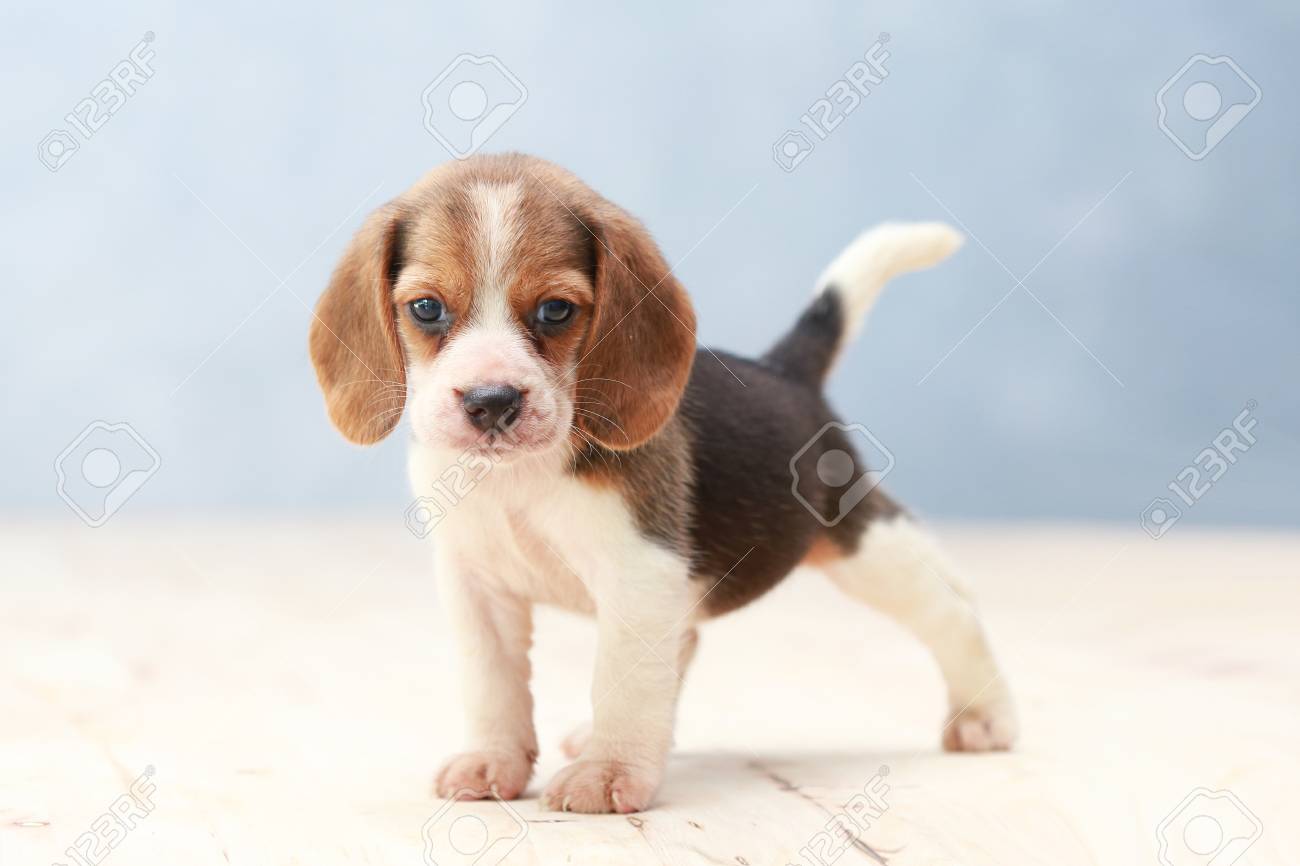 small beagle dog