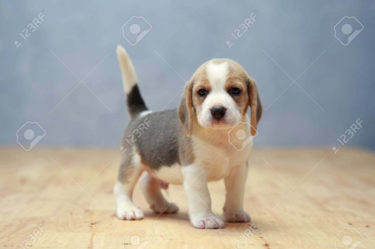 Cute Beagle Puppy In Action Stock Photo Picture And Royalty Free Image Image